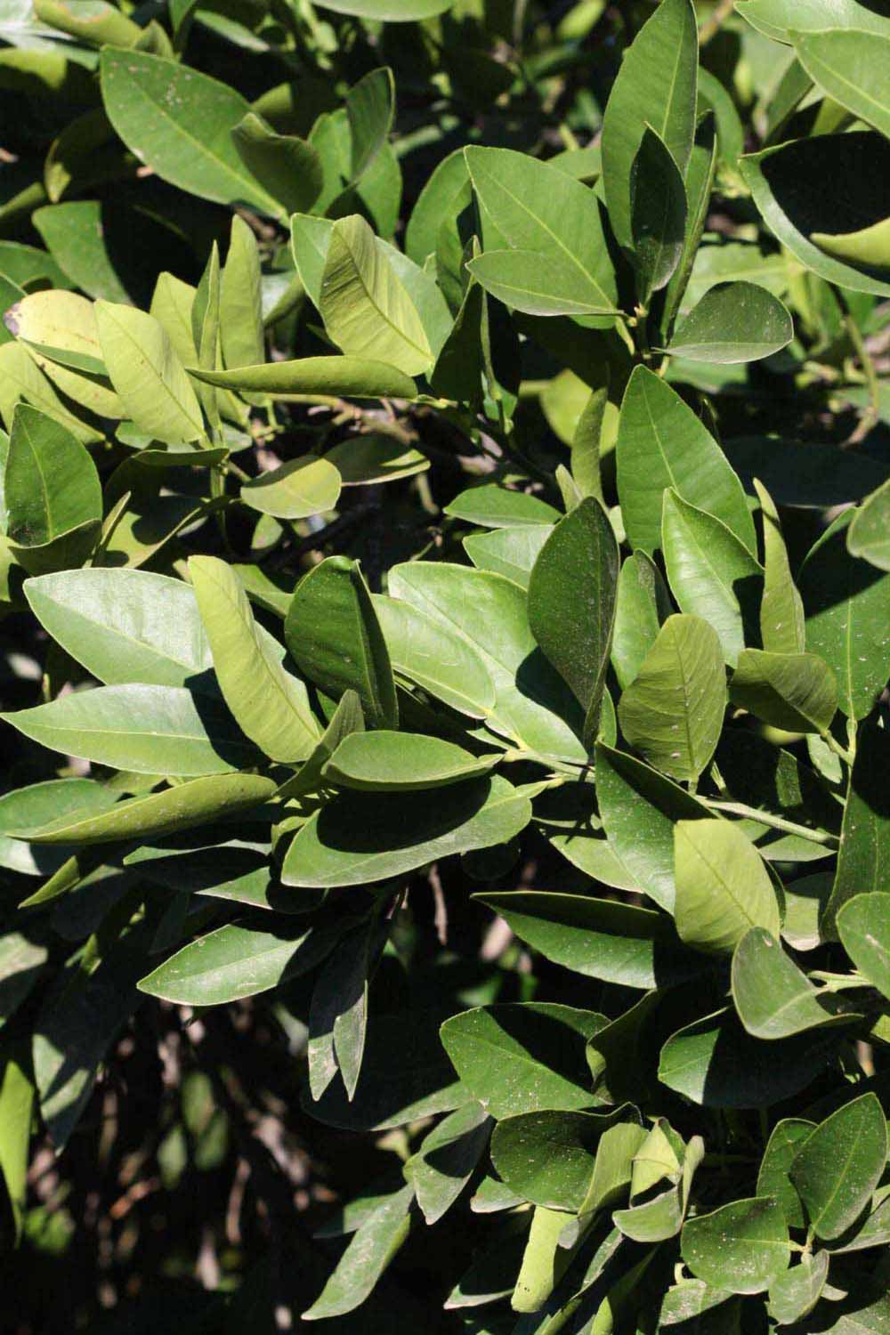            Sun leaves (Riverside, CA)   